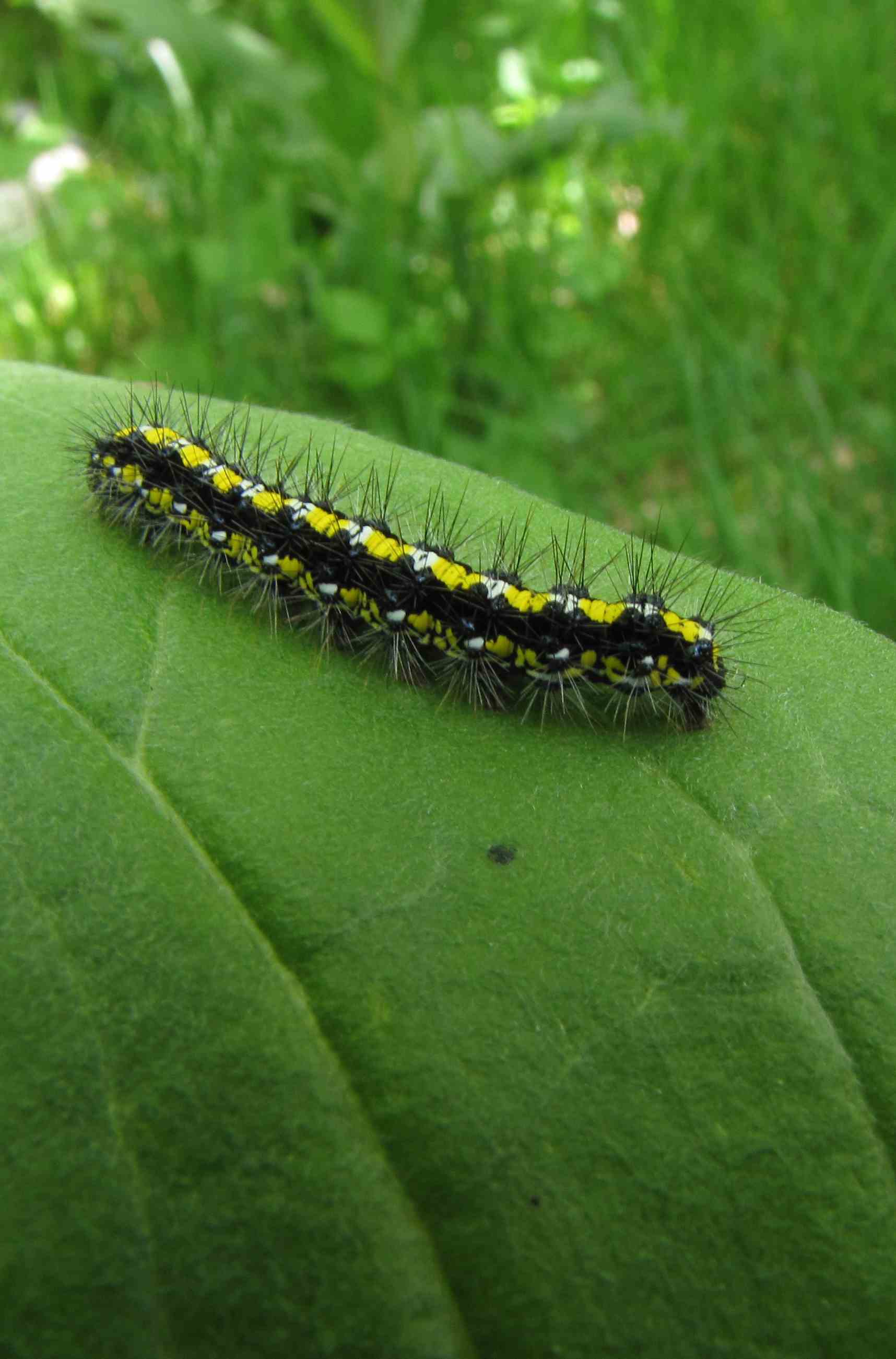 bruco d'' alta quota - Callimorpha dominula